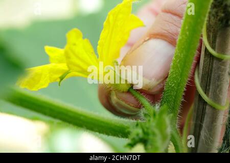 Cucumis sativus 'Socrates' in domestic greenhouse. Removing male flowers from 'Socrates' cucumber plant to prevent bitterness. Stock Photo