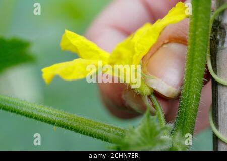 Cucumis sativus 'Socrates' in domestic greenhouse. Removing male flowers from 'Socrates' cucumber plant to prevent bitterness. Stock Photo