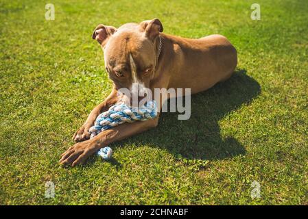 Dog American staffordshire terrier, amstaff. Bites rope toy on green grass Stock Photo