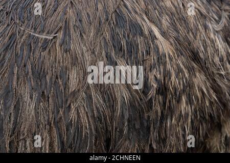 Close up of ostrich feathers. Macro shot of animals skin and feathers Stock Photo