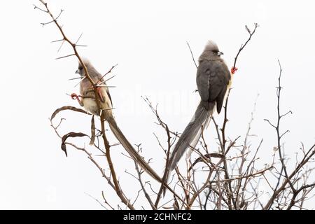 White-backed Mousebird pair (Colius colius) sunning their  bellies, Vrolijkheid Nature Reserve, Western Cape, South Africa Stock Photo
