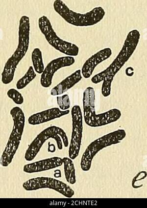 . The physical basis of heredity . Stock Photo