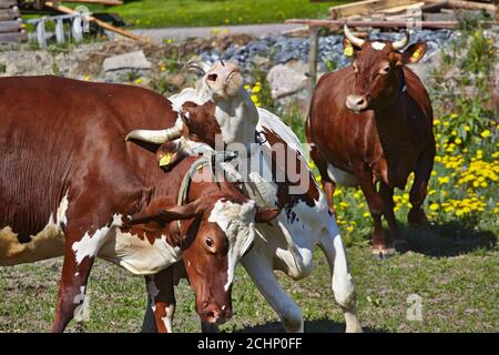 Cows just being released for spring, lots of peopels watching this event. A new cultural them in Sweden Stock Photo