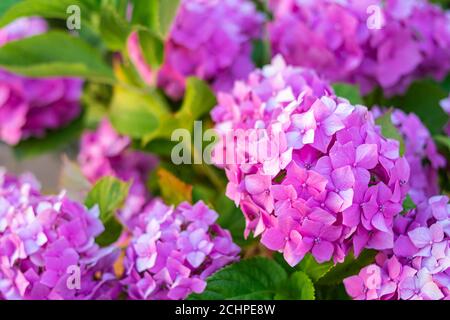 Lovely pink flowered hydrangeas macrophylla in the foreground Stock Photo