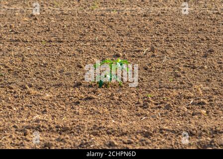 A single weed growing in the center of a plowed agricultural field prepared for sowing. Stock Photo