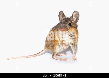 Field mouse.  UK. Stock Photo