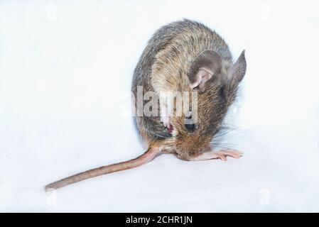 Field mouse.  UK.,day time,close-up,day-time,detail,nature Stock Photo