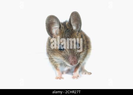 Field mouse.  UK. Stock Photo