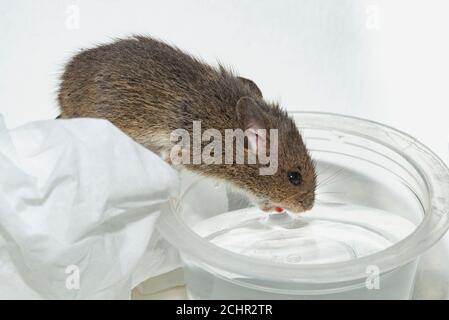 Field mouse drinking water.  UK. Stock Photo