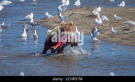 Young fishing brown bear with salmon Stock Photo