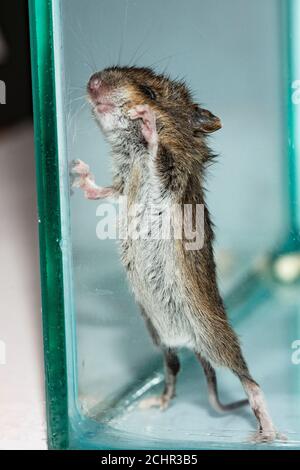 Field mouse.  UK. Stock Photo