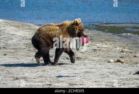 Young fishing brown bear with salmon Stock Photo