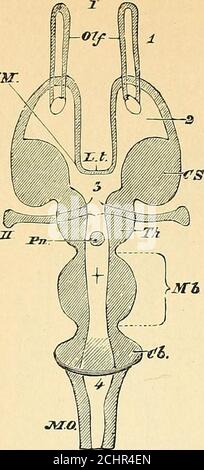 . A text-book of comparative physiology for students and practitioners of comparative (veterinary) medicine . 494 COMPARATIVE PHYSIOLOGY. mr. J. Fig. 354.—Diagrammatic horizontal section of a vertebrate brain (Huxley). The follow-ing letters serve for both this figure and the one following. Mb, mid-brain. Whatlies in front of this is the fore-brain, and what lies behind, the hind-brain. L. t,the lamina terminalis; Olf, olfactory lobes; limp, hemispheres; T/i. E, thala-mencephalon; Pn, pineal gland; Py, pituitary body; FM, foramen of Munro; CS,corpus striatum; Th, optic thalamus; CQ, corpora qu Stock Photo