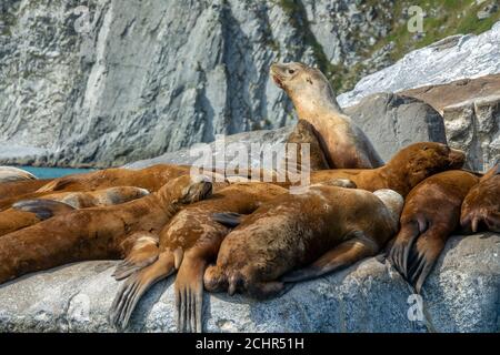 Golden brown sea lions sunning on rocks Stock Photo