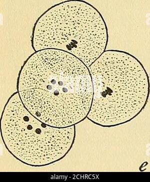 . The physical basis of heredity . Stock Photo