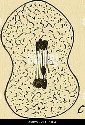 . The physical basis of heredity . Stock Photo