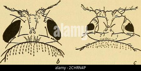 . The physical basis of heredity . Stock Photo