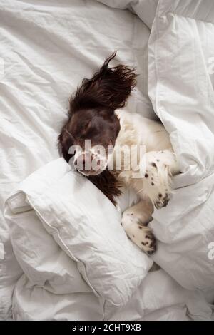 LIver and White English Springer Spaniel Puppy Sleeping on a Bed with White Bedding Stock Photo Alamy