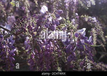 Outstanding purple wisteria flowers