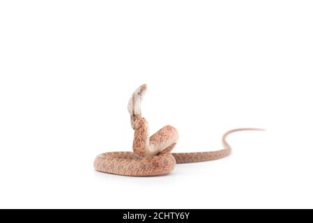 Aggressive Rat Snake Attack Pose Isolated On White Background Stock Photo,  Picture and Royalty Free Image. Image 156148049.