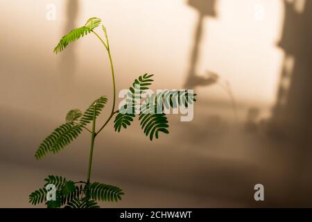 Green plant with its shadow on a white background in a sunny day Stock Photo