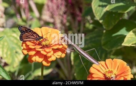 Closeup of female Chinese praying mantis approaching monarch butterfly in garden on orange zinnias Stock Photo