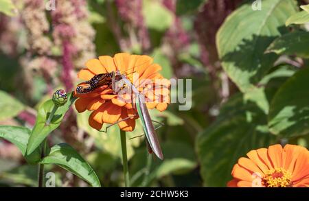 closeup of female Chinese praying mantis attempting to eat monarch butterfly on orange zinnia flower in garden Stock Photo