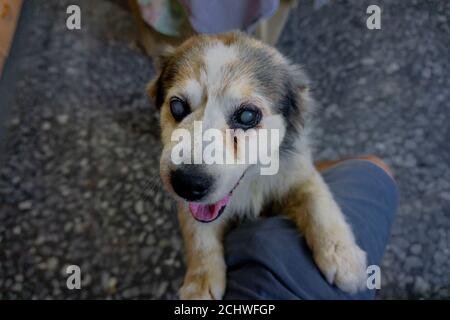 colorful blinded old dog looking to camera Stock Photo