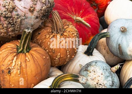 Red, orange, and white pumpkins and gourds stacked in rows at a roadside stand in early fall awaiting holiday customers. The products appear to be fre Stock Photo