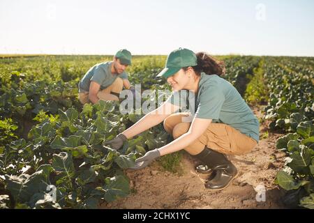 Full length portrait of two smiling workers at plantation outdoors, focus on young woman inspecting leaves in foreground, copy space Stock Photo