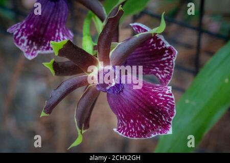 Orquideas de cultivo organico en un jardin hogareño Stock Photo