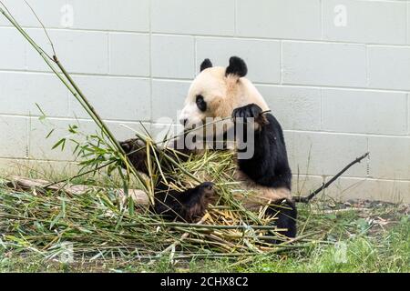 Male giant panda Yang Guang or 'Sunshine' in Edinburgh Zoo, Scotland, UK Stock Photo