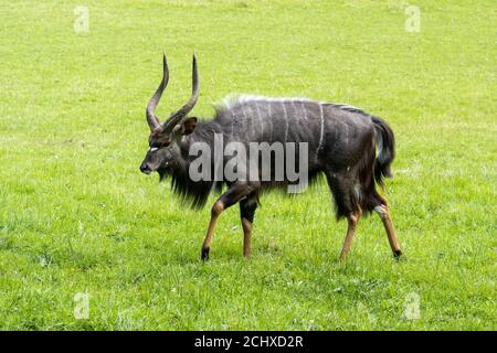 Lowland nyala (Tragelaphus angasii) in African plains enclosure at Edinburgh Zoo, Scotland, UK Stock Photo