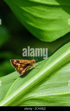 Skipper butterfly - Hesperiidae - on green leaf - calla lily leaf with diurnal butterfly - brown butterfly antenna Stock Photo