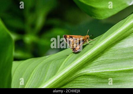 Skipper butterfly - Hesperiidae - on green leaf - calla lily leaf with diurnal butterfly - brown butterfly antenna Stock Photo