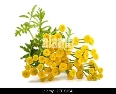 Tansy (Tanacetum vulgare) isolated on white background Stock Photo