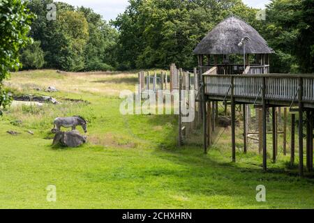 Visitors viewing platform in African plains enclosure at Edinburgh Zoo, Scotland, UK Stock Photo