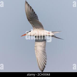 Common tern (Sterna hirundo) in flight over a coastal beach in the United Kingdom. Stock Photo