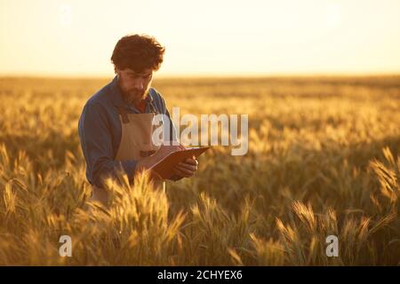 Waist up portrait of mature bearded man holding clipboard and wearing apron walking across golden field in sunset light, copy space Stock Photo
