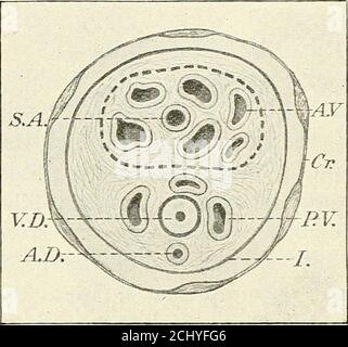 . A manual of operative surgery . gthe superficial layers of the cord and in its outer segment(Fig. 183). Of the three arteries only the spermatic and the deferentialsupply the testicle, and chiefly the former. But as shown bythe results of operation for varicocele (in which the spermaticartery is almost invariably tied), the deferential artery iscapable of sufficient enlargement to carry on the blood supplyof the testis. One of us (J. H.) investigated the veins of the cord in a seriesof dissections and microscopic sections. The examination wasmade on thirty subjects, and the results given (Fi Stock Photo