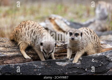 Pair of meerkats (Suricata suricatta) foraging on dead log in enclosure at Edinburgh Zoo, Scotland, UK Stock Photo