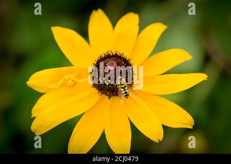 Crab spider and hover fly on Brown eyed susan flower. Stock Photo