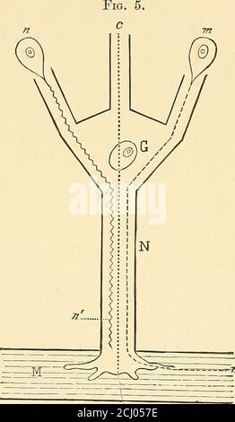 . A practical treatise on electrodiagnosis in diseases of the nervous  system . onnection between the centres and thetissues are broken. Hence the  completeness of the paralysisand of the degenerative and electrical changes  following peri-pheral nerve ...