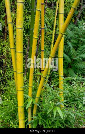 Bamboo stems, Sunken Garden, Queen Elizabeth Park, Vancouver, British Columbia, Canada Stock Photo