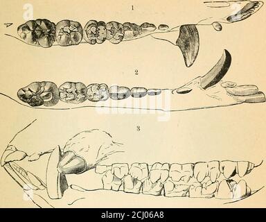 . A text-book of comparative physiology for students and practitioners of comparative (veterinary) medicine . he growth of the jaw and the need of stronger teeth, eitheras weapons of defense and attack or in order the more effectu-ally to secure and prepare food. The permanent teeth are alsomore numerous than the milk teeth. The dentition of our domestic animals may be expressedthus : Dos. Cat. Man. Pig- Ox. Horse. 3-3Incisors, oq 1-1canines, y.r 3-3 1-1 3-3 1-1 2-2 1-1 2-2 1-1 3-3 1-1 3-3 1-1 0-0 0-0 3-3 1-1 3-3 1-1 3-3 1-1 3-3 0-0 3-3 0-0 4-4premolars, t^7 3-32-22-22-23-33-33-33-33-33-30- Stock Photo