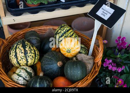 Autumn background of many decorative squash pumpkins in a wicker basket for sale. Organic vegetables at the farmers local market. The concept of harve Stock Photo