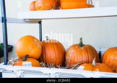 Many ripe orange pumpkins with prices on wooden display at local farmers market. Selective focus, copy space Stock Photo