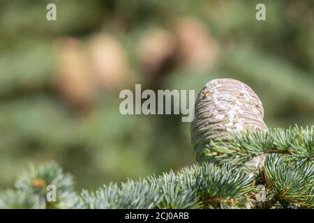 Close up of cones on an Atlas Cedar (cedrus atlantica) tree Stock Photo