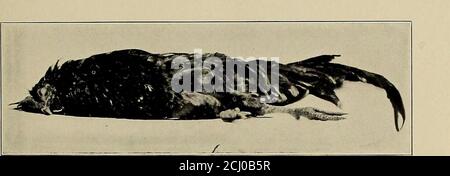 . The Philippine journal of science . Fig. 5.—Profile view of fowl number 6 showing well-developed neuritis resultingfrom a diet of polished rice.. Fig. 6.—Fowl number fi. Late stage of neuritis resulting from a diet of polished rice. Stock Photo