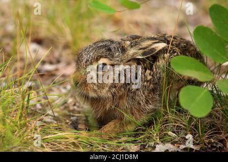 European hare, Brown hare (Lepus europaeus), little young hare ducked on the ground, Germany, Saxony Stock Photo